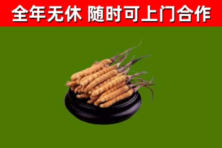 兰州烟酒回收冬虫夏草.jpg